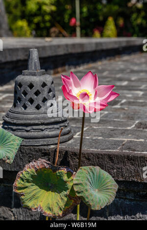 Fleur de Lotus sauvages en fleurs à Brahmavihara à Arama (Vihara Buddha Banjar), temple bouddhiste au monastère de Banjar, Buleleng, Bali, Indonésie. Banque D'Images