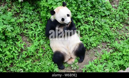 Un panda géant embrasse un rhino jouet dans ses bras comme il mange le bambou au Zoo de Pékin à Beijing, Chine, 19 mai 2018. Un panda géant embrassé une rhino toy je Banque D'Images