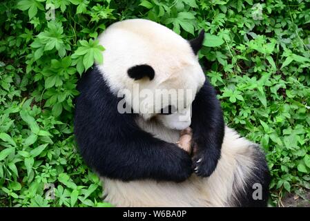 Un panda géant embrasse un rhino jouet dans ses bras au Zoo de Pékin à Beijing, Chine, 19 mai 2018. Un panda géant embrassé une rhino jouet dans ses bras et kis Banque D'Images