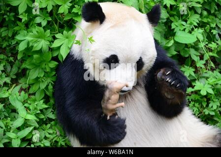 Un panda géant embrasse un rhino jouet dans ses bras au Zoo de Pékin à Beijing, Chine, 19 mai 2018. Un panda géant embrassé une rhino jouet dans ses bras et kis Banque D'Images