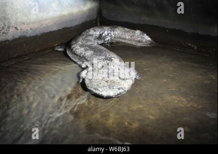 --FILE--Une grande salamandre est représenté à une base d'élevage dans le comté de Coatascorn, Zhumadian city, province du Henan en Chine centrale, 24 mai 2017. Cinq énormes s Banque D'Images