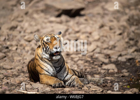 Royal bengal tiger femelle près de l'eau chargé de rochers blancs. Fatigué, faible et affamé de tigre jours. Chat sauvage dans l'habitat naturel à ranthambore Banque D'Images