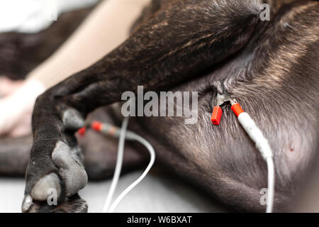 Médecin vétérinaire mesure la pression et le pouls d'un chien en face d'une échographie. Capteurs d'un cardiogramme sur un chien de près. Banque D'Images