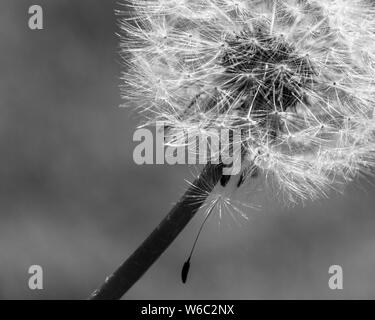 Macro monochrome, horloge de pissenlit perdant une seule graine ou fruit et c'est pappus tombant libre en dessous, graines séchées prêtes à souffler dans le vent Banque D'Images