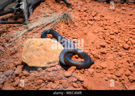 Un serpent brun de l'Ouest (Pseudonaja nuchalis) originaire de l'Australie Banque D'Images