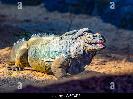 Iguane rhinocéros (Cyclura cornuta) originaire d'Haïti, République dominicaine, Saint-Domingue Banque D'Images