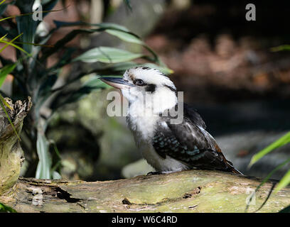 Vue latérale d'un Kookaburra Dacelo novaeguineae (rire), originaire de l'Australie Banque D'Images