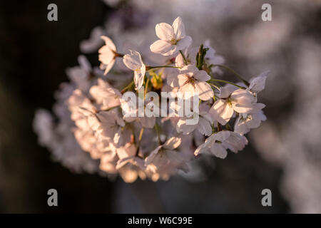 Fleurs blanches d'un japonais Somei Yoshino (Cerisier Prunus yedoensis ×) en pleine floraison Banque D'Images