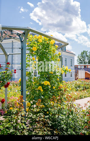 Roses jaunes et rouges le long de l'escalade de base arbor dans le jardin Banque D'Images