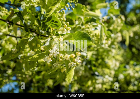 Fleurs d'un tilleul à grandes feuilles (Tilia platyphyllos) en pleine floraison Banque D'Images