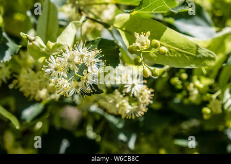 Fleurs d'un tilleul à grandes feuilles (Tilia platyphyllos) en pleine floraison Banque D'Images