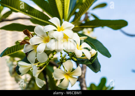 Fleurs TROPICALES, plumeria frangipani Leelawadee pousse sur un arbre Banque D'Images