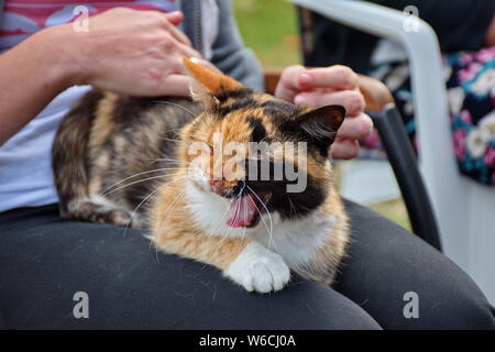 Portrait de la couleur trois chat domestique se détendre dans les genoux d'une femme Banque D'Images