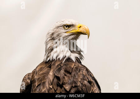 Portrait en gros plan d'un pygargue à tête blanche (Haliaeetus leucocephalus) Banque D'Images