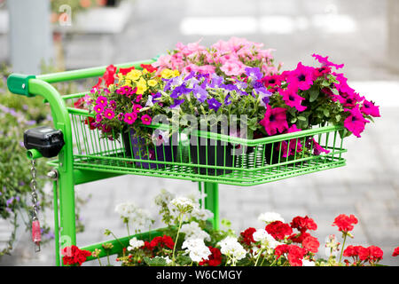 Assortiment de fleurs d'été aux couleurs vives dans des pots chargé sur un panier dans une pépinière prêt pour achat Banque D'Images