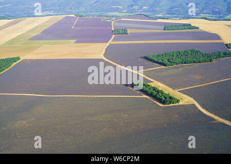 VUE AÉRIENNE. Bosquets et champs de lavande et de blé sur le plateau de Valensole. Puimoisson, Provence-Alpes-Côte d'Azur, France. Banque D'Images