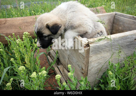 Chiot mignon Banque D'Images