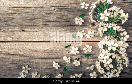 Fleurs de cerisier sakura et arbre sur fond de bois. Banque D'Images