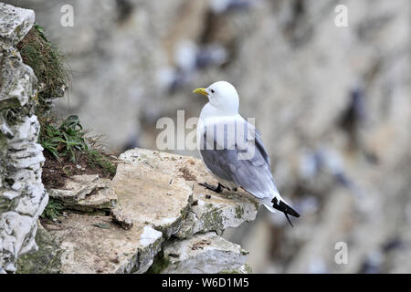 Sur les falaises de Bempton RSPB Kittiwake réserver Banque D'Images