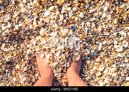 Les jambes à l'arrière-plan de coquillages. Vue de dessus. La texture, le motif. Banque D'Images