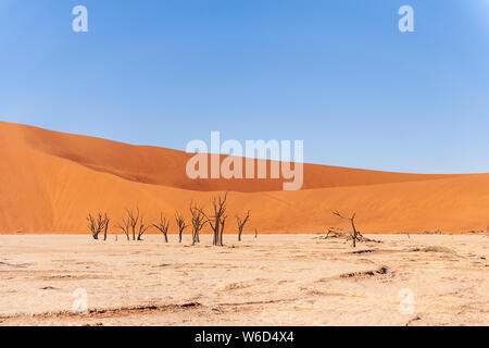 Arbres morts contre contre la toile rouge de la des immenses dunes de sable de la Namibie à l'Deadvlei Banque D'Images