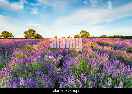 Champs de lavande en fleurs près de London dans la campagne du Somerset Banque D'Images