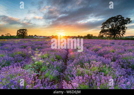 Coucher de soleil sur de magnifiques champs de lavande croissant dans la campagne du Somerset Banque D'Images