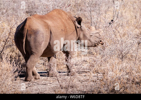 La critique d'extinction du rhinocéros noir Diceros bicornis -navigation- pendant la journée dans le parc national d'Etosha, Namibie. Banque D'Images