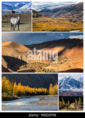 Collage de photos. Paysage d'automne avec l'or au nord de la crête de montagnes Chuya, vallée de Kyzylshin rivière et montagnes de l'Altaï, les chevaux sauvages et de la forêt Banque D'Images