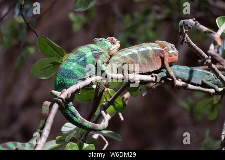 Deux panther chameleon (Furcifer pardalis) de Madagascar, perché sur une branche. Concept Nature Banque D'Images