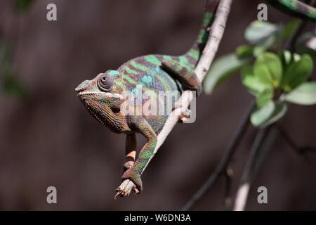 Caméléon panthère (Furcifer pardalis) de Madagascar, perché sur une branche. Concept Nature Banque D'Images
