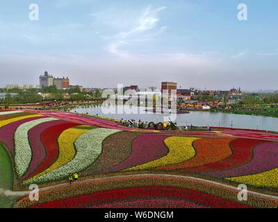 Vue aérienne de plus de 30 millions de tulipes en fleur pleine à la mer de Hollande de fleurs dans la ville de Yancheng Dafeng, district de Jiangsu, de l'est provi Banque D'Images