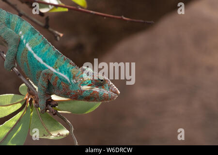 Caméléon panthère (Furcifer pardalis) de Madagascar, perché sur une branche. Concept Nature Banque D'Images