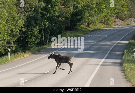 Veau orignal traverse une route de campagne quelque part dans la nature suédoise. Un grand danger pour la circulation, tant pour l'homme et de l'orignal. Chaque année, de nombreux accidents de circulation oc Banque D'Images