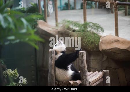 Kuala Lumpur, Malaisie. 1er août 2019. Grand panda cub Yi Yi joue au centre de conservation du panda géant de la Malaysian National Zoo près de Kuala Lumpur, Malaisie, le 1 août 2019. Le deuxième grand panda né en Malaisie a été nommé Yi Yi, sens de l'amitié, le jeudi, marquant l'amitié proche entre la Malaisie et la Chine. Credit : Zhu Wei/Xinhua/Alamy Live News Banque D'Images