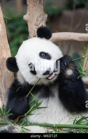 Kuala Lumpur, Malaisie. 1er août 2019. Grand panda cub Yi Yi mange le bambou au centre de conservation du panda géant de la Malaysian National Zoo près de Kuala Lumpur, Malaisie, le 1 août 2019. Le deuxième grand panda né en Malaisie a été nommé Yi Yi, sens de l'amitié, le jeudi, marquant l'amitié proche entre la Malaisie et la Chine. Credit : Zhu Wei/Xinhua/Alamy Live News Banque D'Images