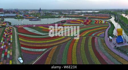 Vue aérienne de plus de 30 millions de tulipes en fleur pleine à la mer de Hollande de fleurs dans la ville de Yancheng Dafeng, district de Jiangsu, de l'est provi Banque D'Images