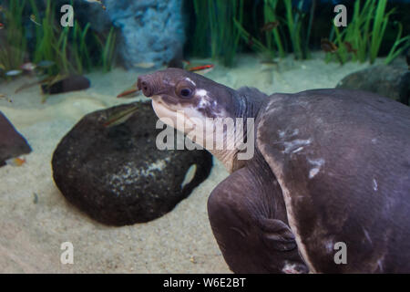 Tortue à nez de cochon (Carettochelys insculpta). Également connu sous le nom de la tortue de la rivière Fly, originaire du nord de l'Australie et du sud de la Nouvelle-Guinée. Faune animal Banque D'Images