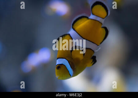 Les poissons clowns (amphiprioninae) Aussi appelé poisson clown, à côté d'une anémone de mer. Concept de la faune Banque D'Images