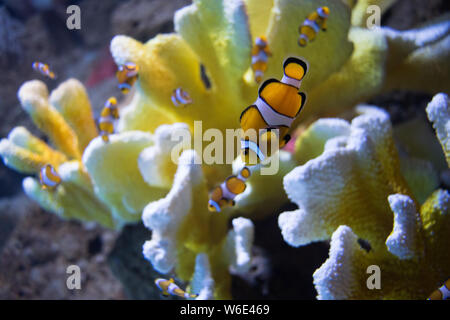 Les poissons clowns (amphiprioninae) Aussi appelé poisson clown, à côté d'une anémone de mer. Concept de la faune Banque D'Images