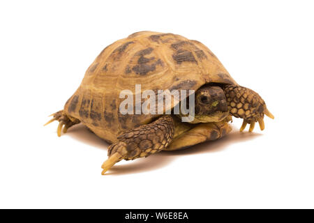 Tortue russe isolé sur fond blanc.Testudo horsfieldii Banque D'Images