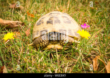 Tortue russe dans l'herbe - Testudo horsfieldii ; Banque D'Images