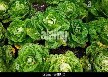 Le chou . Chou vert gros légumes organiques dans le jardin. De plus en plus chou dans le domaine. Banque D'Images
