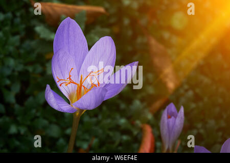 Printemps magique fleurs crocus sur l'herbe verte. Banque D'Images