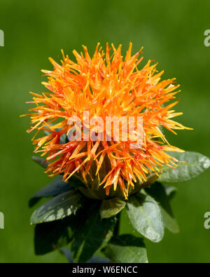 Faerberdistel, Carthamus tinctorius,, Faerber, Saflor Banque D'Images
