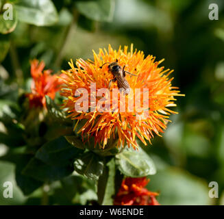 Faerberdistel, Carthamus tinctorius,, Faerber, Saflor Banque D'Images