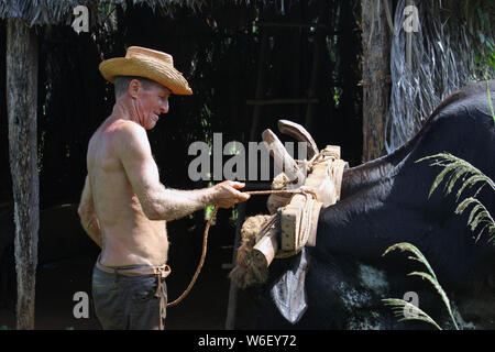 Viñales, Cuba - Juillet 17, 2019 : Un agriculteur près de Vinales tend ses boeufs près d'une cabane sur sa ferme. Banque D'Images