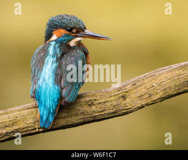 Eurasienne femelle / Common Kingfisher Alcedo atthis / Banque D'Images