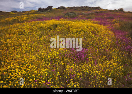 Colline jaune et magenta marguerites trèfle du hibou de la Californie tapis Carrizo Plain National Monument au cours de la 2019 Super printemps floraison. Banque D'Images