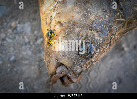 La carpe vient de prendre à la plage et faim wasp sur elle pour essayer de le manger dans une journée ensoleillée. Banque D'Images